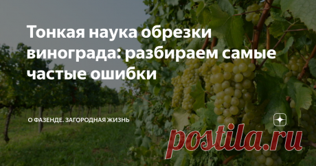 Тонкая наука обрезки винограда: разбираем самые частые ошибки Обрезка винограда: как правильно и в какой период проводить обрезку? Наиболее распространенные ошибки, которые допускают виноградари.
