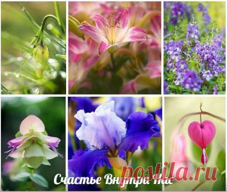 Разум может подсказать, чего следует избежать, и только сердце говорит, что следует делать.
~Жозеф Жубер~