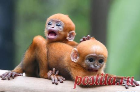 В Китае показали редких обезьянок