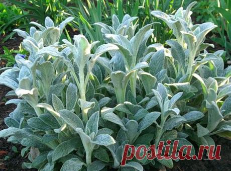 Серебристые красавцы для дачи — 6 соток