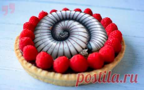 Самые отвратительные деликатесы, которые нужно попробовать Эти отвратительные деликатесы у многих народов очень почитаются, а их приготовление может занимать долгие года. Но есть эти ужасные блюда могут не все...