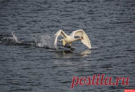 Фото: Разбег. Alexander Andronik. Фото животных - Фотосайт Расфокус.ру