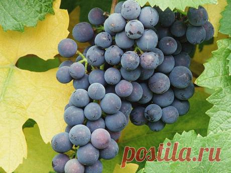 Галерея. - weerkust.ruweerkust.ru