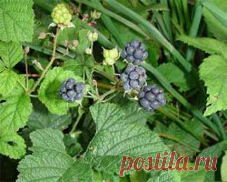 Ежевика полезные свойства, листья, корни ежевики польза, применение.