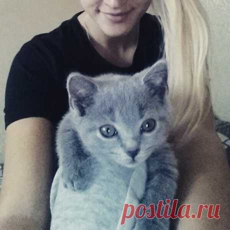 Мой Шотландский Скоттиш Страйт | Глаза души | Яндекс Дзен