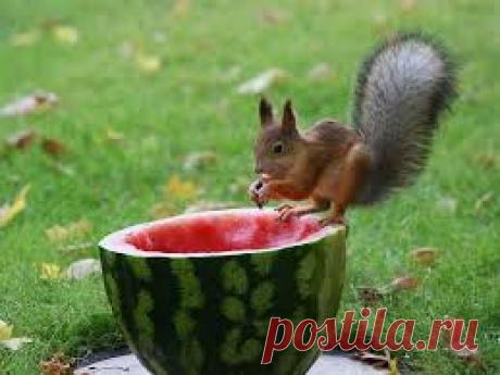 ели с жёлтыми побегами - Поиск в Google