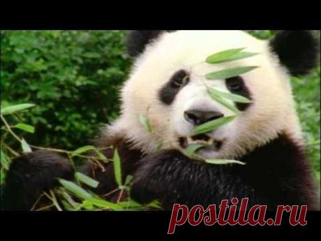 Чудеса творения прославляют Бога