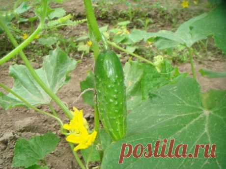 ✅ Муравьи в теплице на огурцах: что делать, как вывести, чем обработать