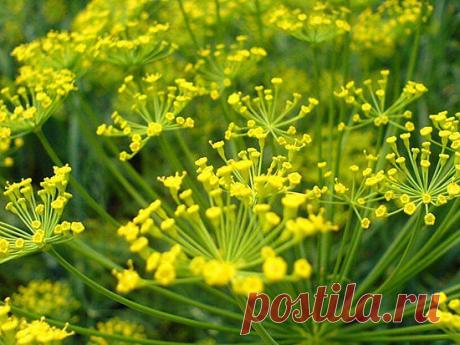 Свойства УКРОПА.