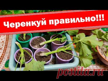 Внимание!!! Не допустите ошибок в черенковании пеларгонии (герани)