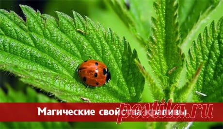 Магические свойства крапивы ~ Эзотерика и самопознание