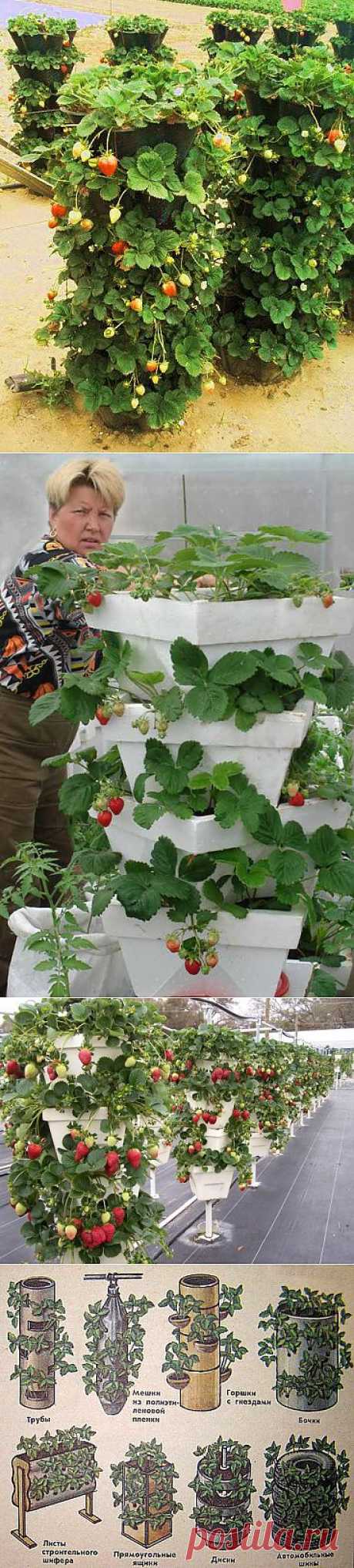 Земляника из блога Румилы.