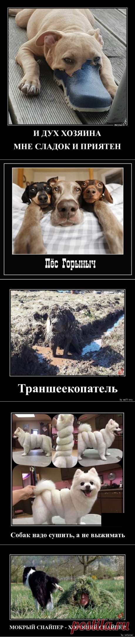 Демотиваторы с собаками