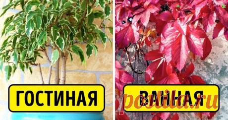 15 лучших растений для каждой комнаты в вашем доме Для здорового сна и устранения депрессии.