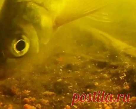 Рыбацкая хитрость: частички прикормки