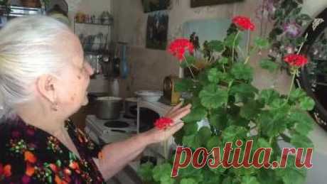 Как сделать шикарной герань !!!В гостях у Тамары Леонидовны !!