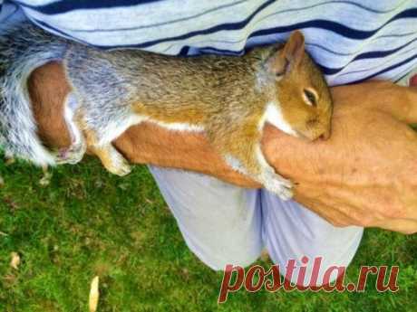 Дружелюбные дикие животные / Питомцы