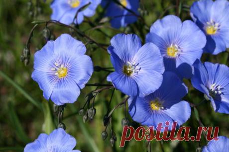 Лучшие Травы От Отеков | Мочегонная Трава Снимающая Отек