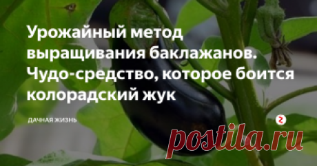 Урожайный метод выращивания баклажанов. Чудо-средство, которое боится колорадский жук Многие дачники просто обожают фиолетовый овощ под названием баклажан. Как же получить богатый урожай с куста? В этом году решила высадить рассадой баклажаны под временное укрытие.