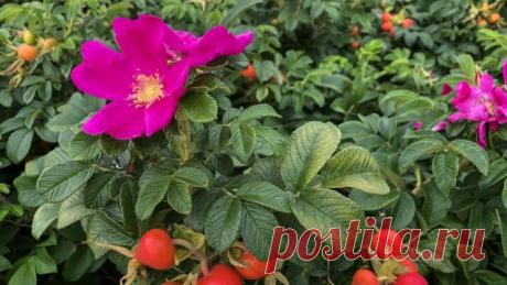 Вишукане варення з пелюсток троянди - BBC News Україна