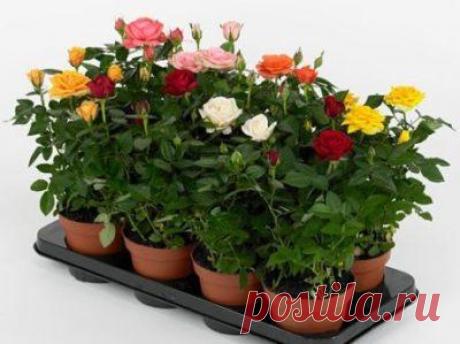 Чем подкормить комнатную розу в домашних условиях