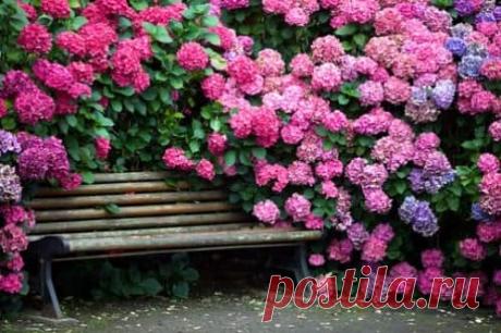 Чем и как подкормить гортензию, советы флористов