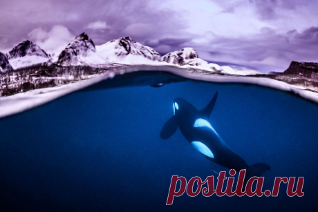 Удивительный водный мир — Мания.инфо