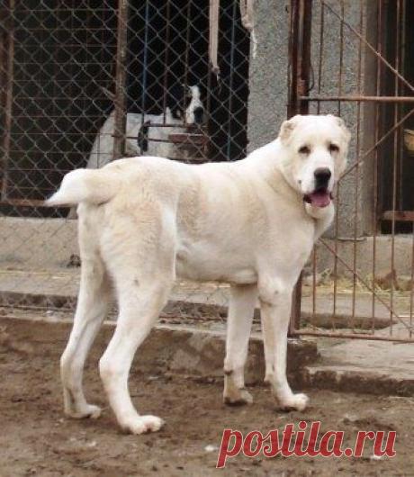 БУДКА.уз • Просмотр темы - Щенки САО, питомник *Гаплан Паша* ( КФУ - FCI )