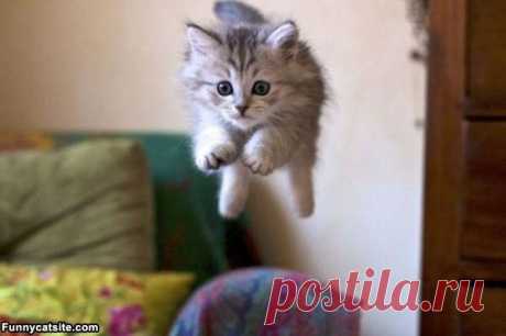 Котеночек в полете