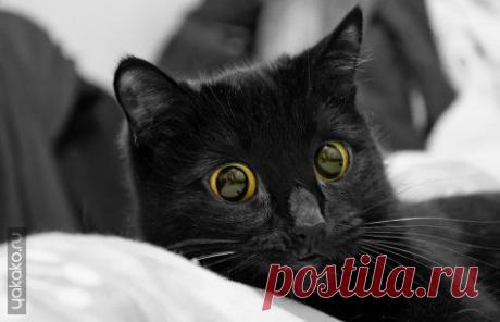 Красивые фотографии кошек и котов на сайте Йа Картинко!