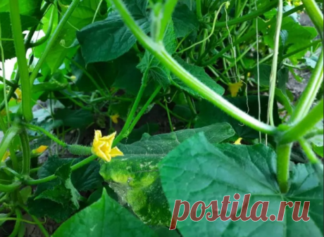 СРЕДСТВО ДЛЯ ОГУРЦОВ, ЧТОБЫ ОБИЛЬНО ПЛОДОНОСИЛИ
Огурцы любят рыхлый грунт и им нужно много солнца
Поливать и подкармливать огурцы нужно утром, до наступления жары, а в жаркие дни поливать каждый день
У огурцов корневая система находится неглубоко, питание он себе ищет в верхних слоях почвы. Поэтому очень полезно замульчировать почву вокруг растений.
Первая подкормка-в фазе 4-5 настоящих листьев или после пересадки в теплицу.
Нужен азот.
Раствор куринного помета ( разво...