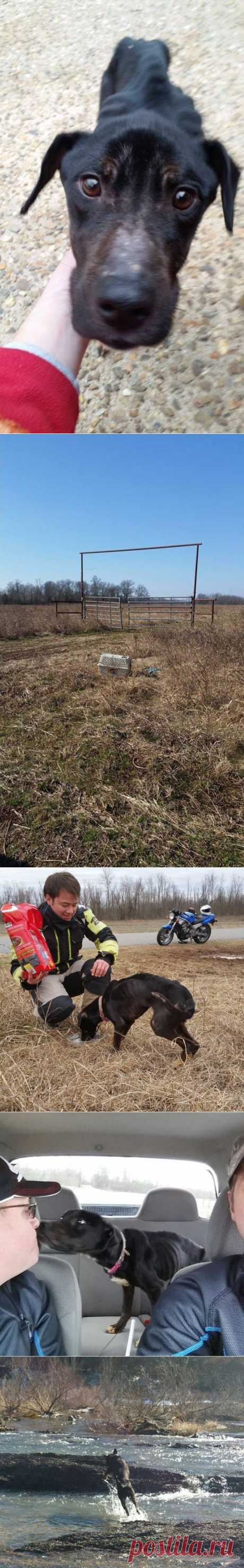 Как два байкера спасли собаку из заключения...невероятная история! | Все о наших питомцах