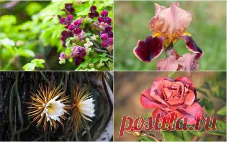 Клумба в ароматах 2025: 10 растений с запахом шоколада | Идеи дизайна (Огород.ru)