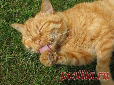 43. Кошки умываются не только ради чистоты. 55 фактов, которыми можно удивить собеседника | Блог издательства «Манн, Иванов и Фербер»