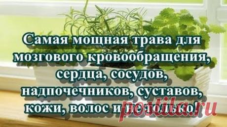 Самая мощная трава для мозгового кровообращения, сердца, сосудов, надпочечников, суставов, кожи, вол