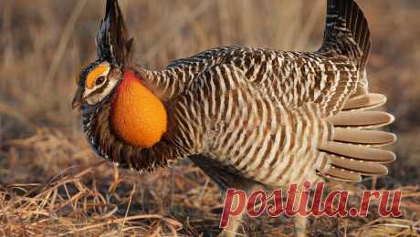 Обои Животные Куры, петухи, обои для рабочего стола, фотографии животные, куры, петухи Обои для рабочего стола, скачать обои картинки заставки на рабочий стол.