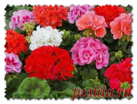 Доктор - Герань. | Будем здоровы