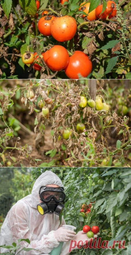 Фитофтора: все, что вы хотели знать о ней, и то, о чем, возможно, даже не догадывались
