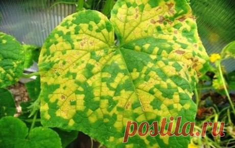 6 БЕСЦЕННЫХ СОВЕТОВ, ЧТОБЫ ЛИСТЬЯ ОГУРЦОВ НЕ ЖЕЛТЕЛИ
Сохраните, чтобы не потерять!
1. После появления всходов в фазе развития 3 – 4 листочков огурцы нужно обработать следующим составом:
Показать полностью…