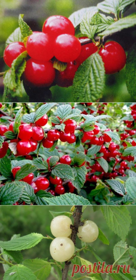 Войлочная вишня: как ухаживать за маленькой обитательницей сада