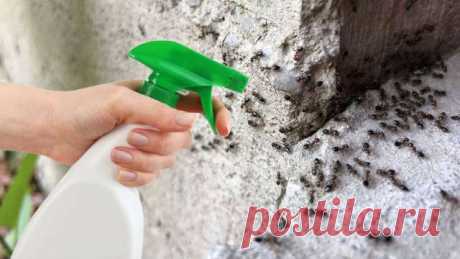 Что делать, чтобы отпугнуть муравьев: действенные способы, как избавиться от насекомых в квартире, доме, бане и на даче — Дачный участок