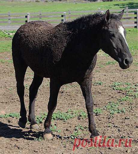 лошади (американский кудрявый башкир)