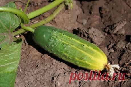 Наблюдения опытных огородников: как увеличить срок плодоношения огурцов — 6 соток