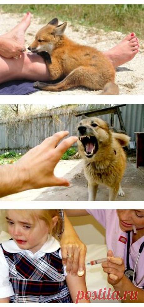 Бешенство у человека - симптомы, первая помощь и лечение.