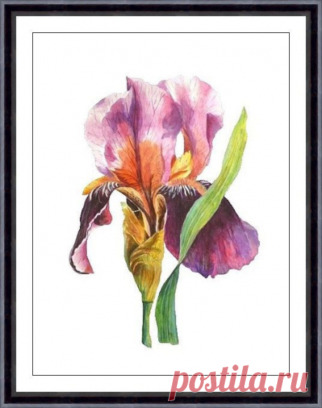 Iris Print Botanical Art Print Floral Artwork Flower by ARTTARATET