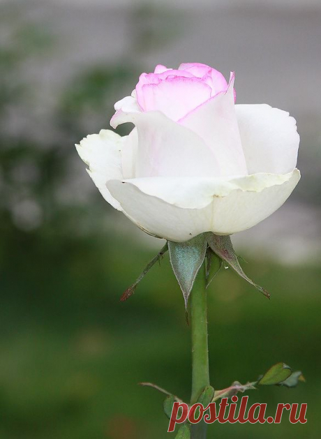 Т@ti@n-K-@ — «Светлая грусть.» на Яндекс.Фотках