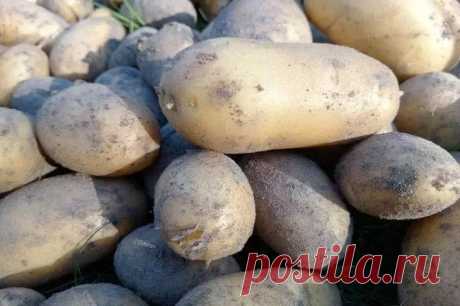 Как сохранить картошку в квартире: с этим способом переживет всю зиму и без потерь. Попробуйте в этом сезоне выделить небольшое количество картошки для такого экспериментального хранения.