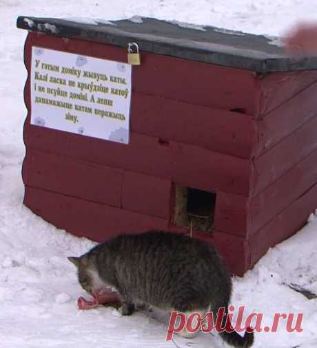 Теперь ушки и хвостики будут согреты! В Кобрине (Беларусь) устанавливают домики-люкс для бездомных котов