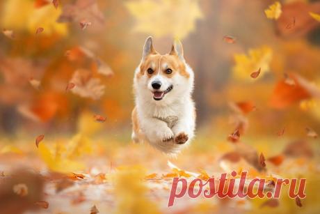 Искусство | Записи в рубрике Искусство | Дневник Еленаско