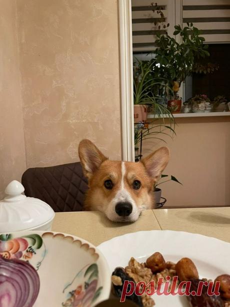 Недостатки породы Вельш Корги. | Корж Марти👑 | Дзен